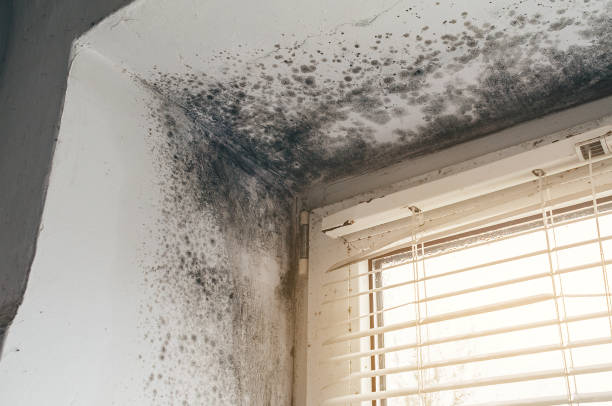 Affordable Mold Remediation solutions in New Church, VA