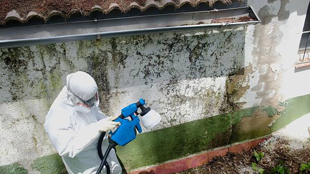 Top rated local Mold Remediation specialists in New Church, VA